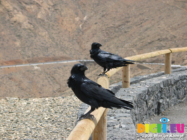 27944 Black crows on railing